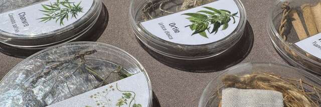 Au fil des plantes" prehistoric workshop