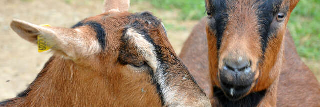 Journée découverte à la Chèvrerie de la Pierre à Laya
