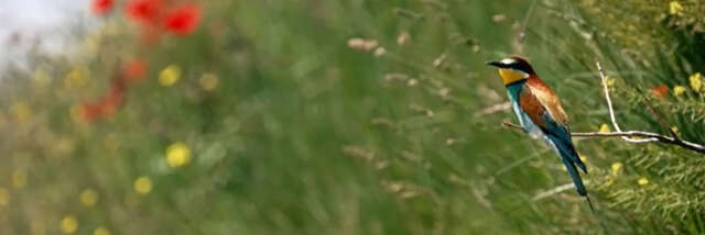 Cinéma « Le Vivant qui se défend »