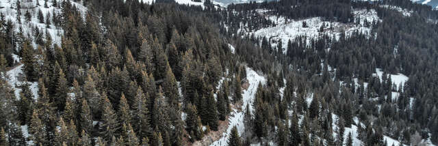 Trail de l'Aigle Blanc 2025