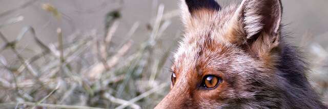 EXPO PHOTO "Faune sauvage de la vallée du Giffre" par Cyril NOËL