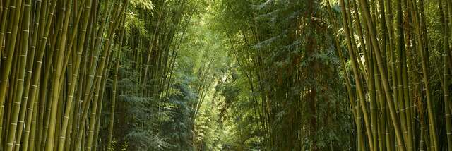 La Bambouseraie en Cévennes