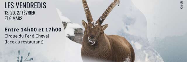 Wilde dieren ontdekken en observeren in de winter.