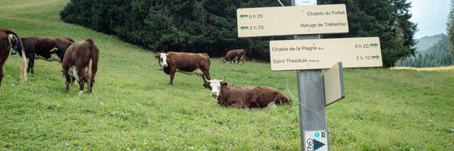 Visite de la ferme du Féto en alpage