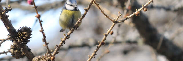 Science Sandwich : Ballade bleue, dans le monde des mésanges