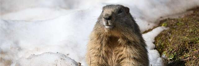 Jeu d'enquête "Marmotte, tu dors ?"