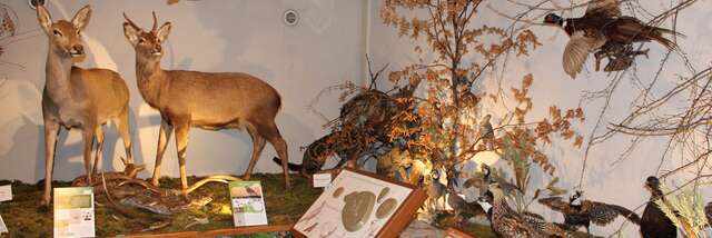 Visite du Musée de la Faune