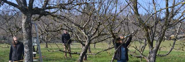 Stage de taille des arbres fruitiers