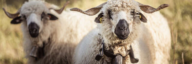 Foire Cantonale aux Moutons et aux Chèvres