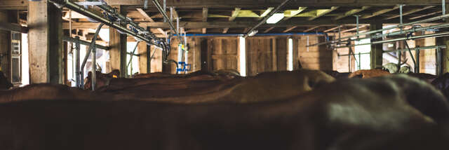 Visite guidée d'une ferme
