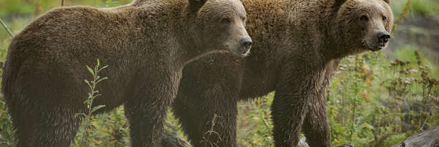 Exposition “KODIAK, l'île des grands ours” - Geoffrey Garcel - Festival Du Film Nature