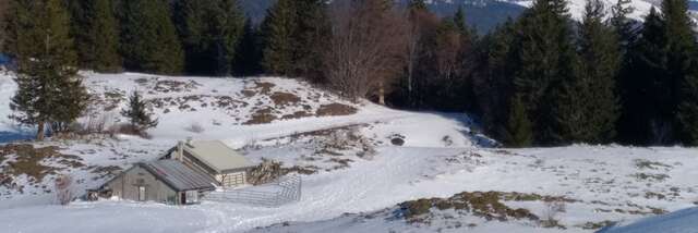 Randonnée raquettes avec Lézard des Bois