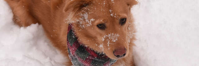 Balade canine