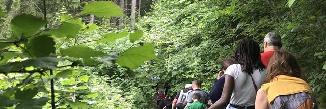 Festival Les Nuits des Forêts