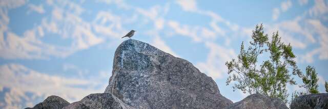 Spaziergang zur Begegnung mit Vögeln
