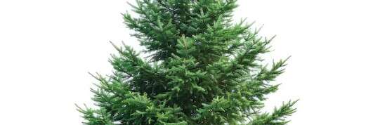 Pourquoi les conifères sont-ils les stars de l’hiver ?