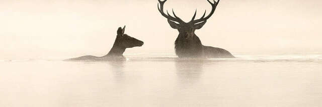 Séance de cinéma : Le Chant des forêts