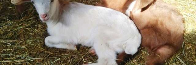 Visite de la bergerie "Au rythme du troupeau"