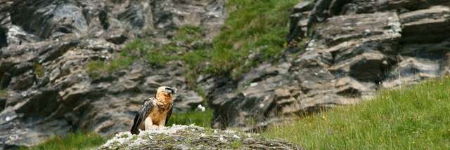 Animazione "Piume di montagna"