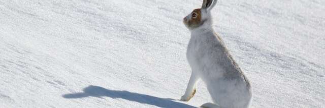 Maraudage en Réserve Naturelle : Sur la piste du sauvage