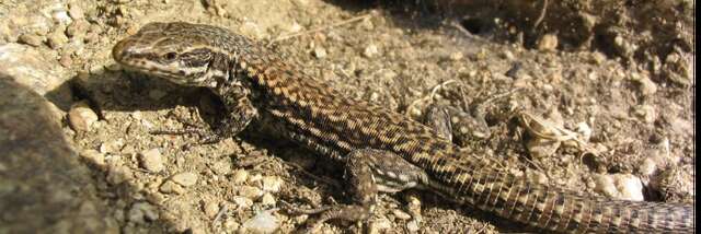 Opération Sang-Froid : mission reptiles à Combloux !