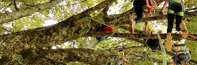 Fête de la nature : Grimpe dans les arbres
