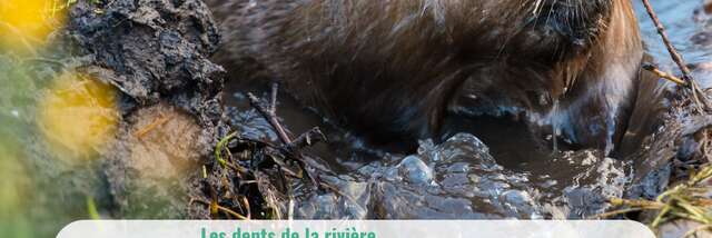 Les dents de la rivière