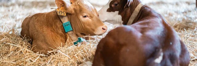 Visite et atelier de création de votre propre beurre