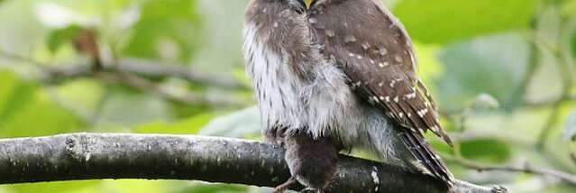 LPO conference: bat and owl survey – Explore the night as part of ABC