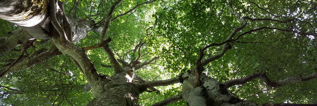 Balade découverte "Au pied de mon arbre"