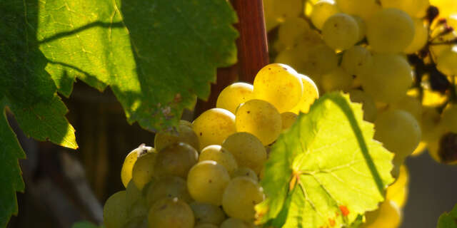 Circuit n° 15 The Meursault-Blagny Trail