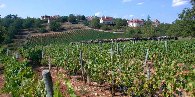 Dans les Vignes de Glanes