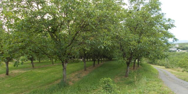 Autour du vignoble