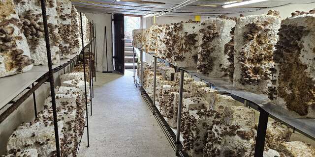 Champignons de Gaudeix