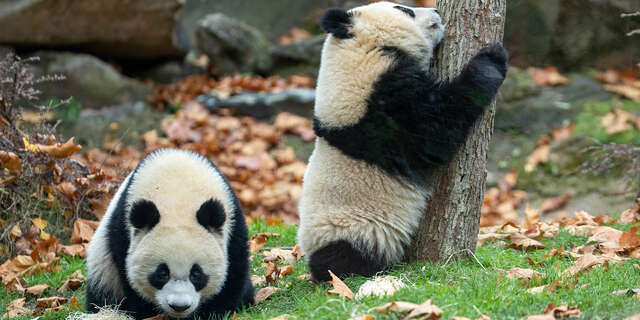 ZooParc de Beauval