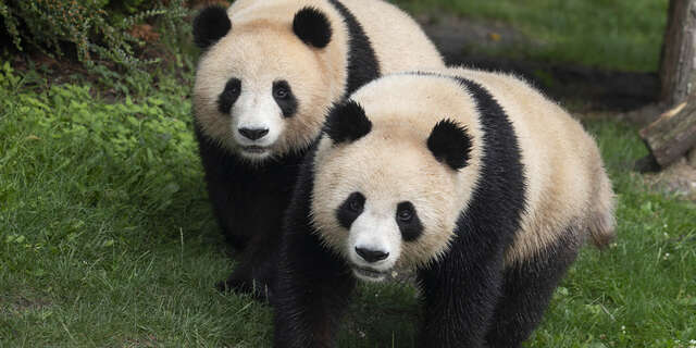 ZooParc de Beauval