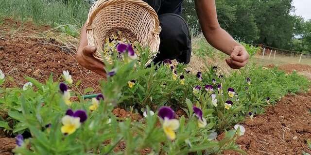 Les jardins du Mas de Greil