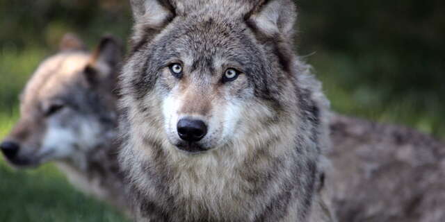 Parc Animalier de Gramat