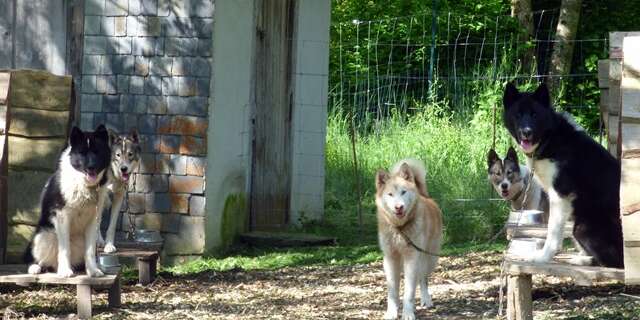 LE REPAIRE DES HUSKYS