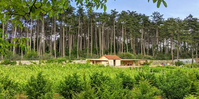 Balade, découverte et dégustation dans un Clos Bourguignon : le Clos de la Belle Châtelaine