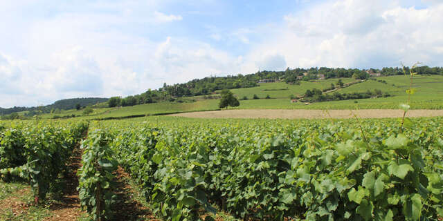 Bienvenue en Bourgogne : Escapades en Bourgogne