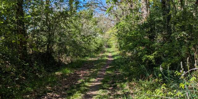 LA FORET DE MACHECOUL