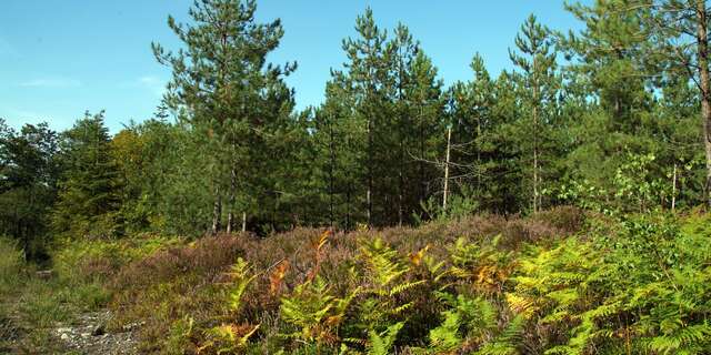 "Roche Brune" hiking trail