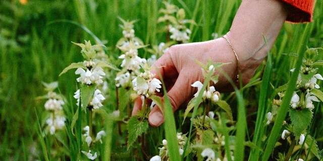 Cueillir et cuisiner les plantes sauvages