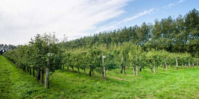 Ferme fruitière du Mesnil Jourdain