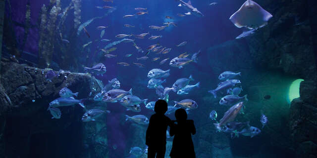 Aquashow