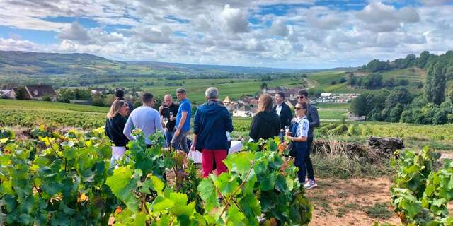 SUR LES PAS DU VIGNERON - VISITE FACILE DES VIGNES DE SANTENAY
