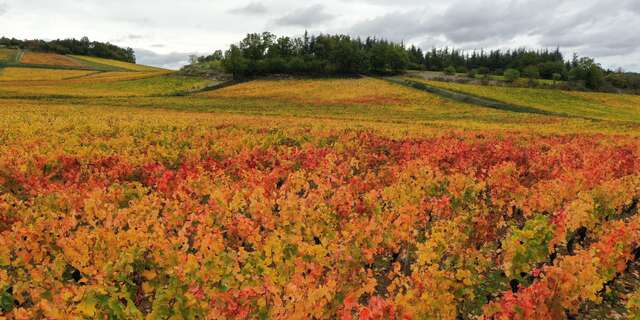 Route des vins : Côte Chalonnaise & Couchois