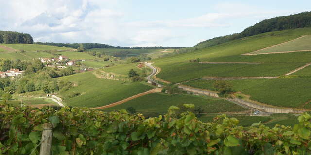 Domaine Berthod Aurélie