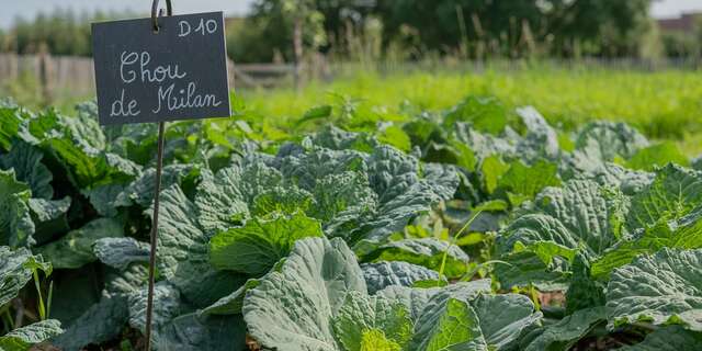 ATELIER | A la découverte des légumes du potager à la manière de l'artiste Arcimboldo (6-10ans)